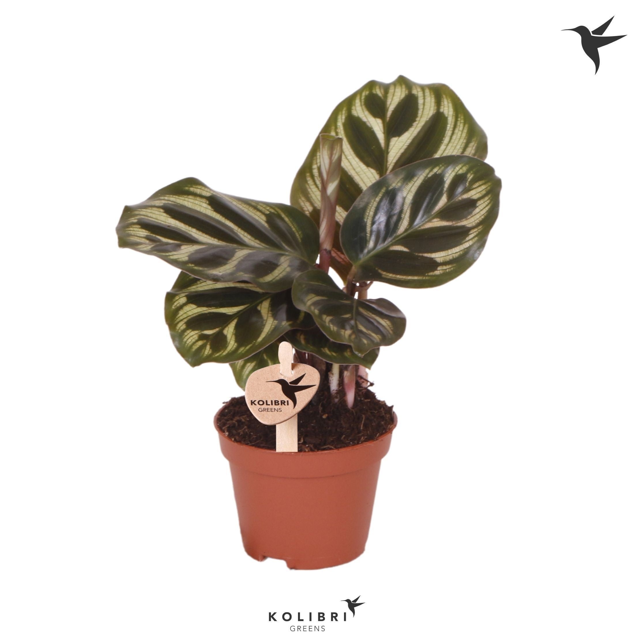Calathea Makoyana