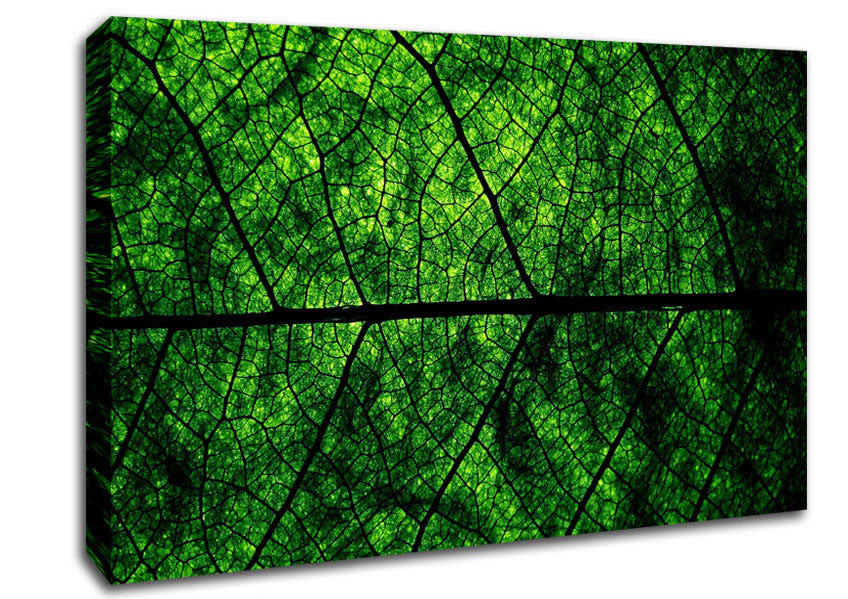 Leaf Veins Canvas Wall Art