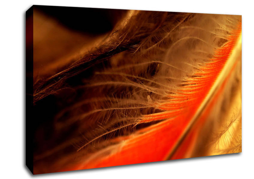 Orange Feather Macro Canvas Wall Art