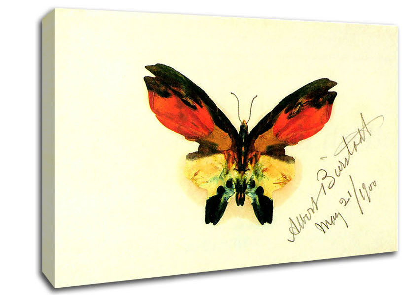 Bierstadt Butterfly 2 Canvas Wall Art