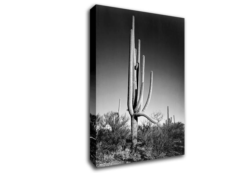Ansel Adams Cactus In Saguaro National Monument In Arizona Canvas Wall Art