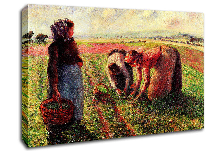 Pissarro Peas Growing In Eragny Canvas Wall Art