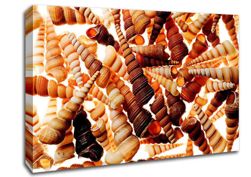 Shells Canvas Wall Art