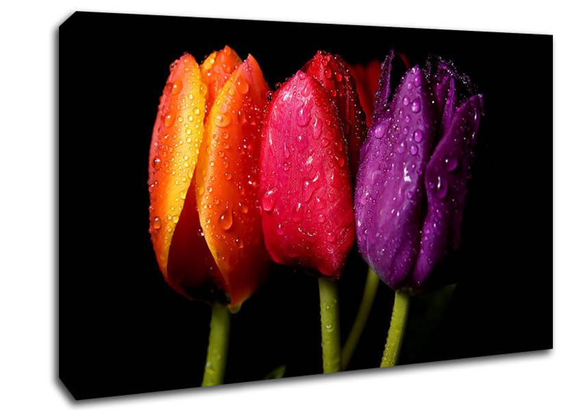 Colourful Tulips Canvas Wall Art