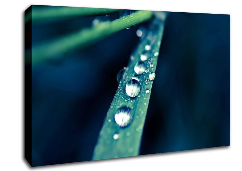 Grass Dew Macro Canvas Wall Art