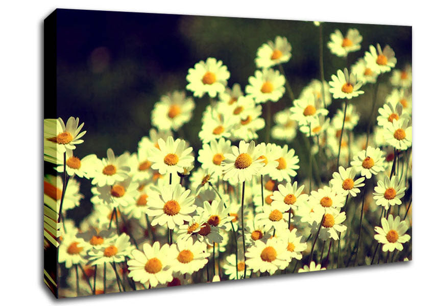 Vintage Daisies Canvas Wall Art