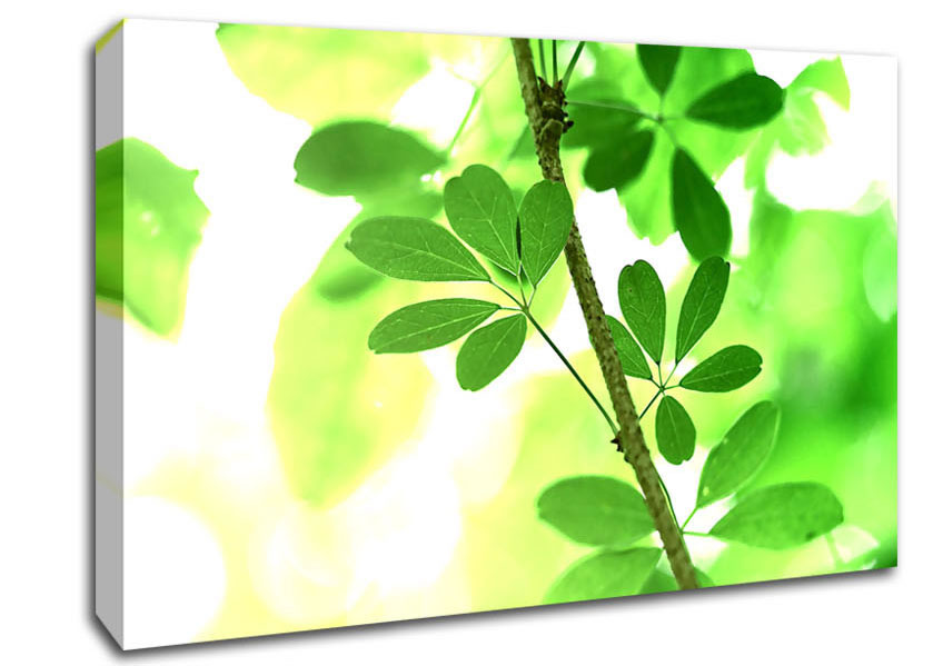 Spring Has Sprung Canvas Wall Art