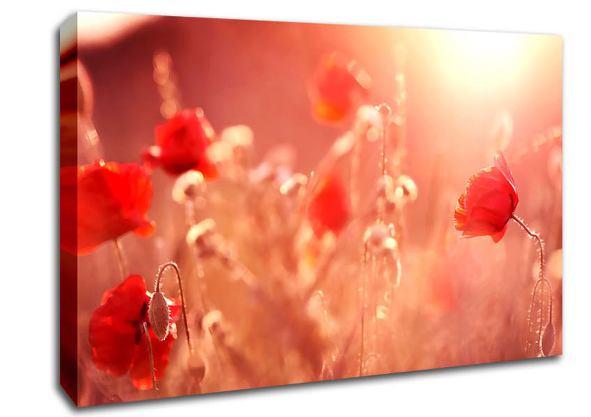 Summer Light Canvas Wall Art