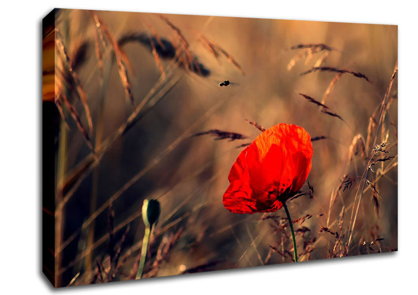 Red Poppy Field In Golden Light Canvas Wall Art
