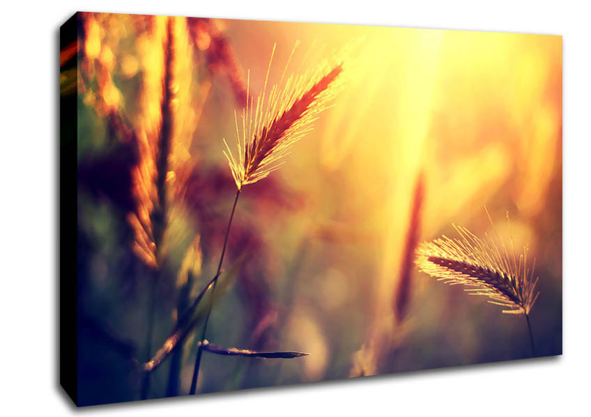 Summer Wheat Field In Golden Light Canvas Wall Art