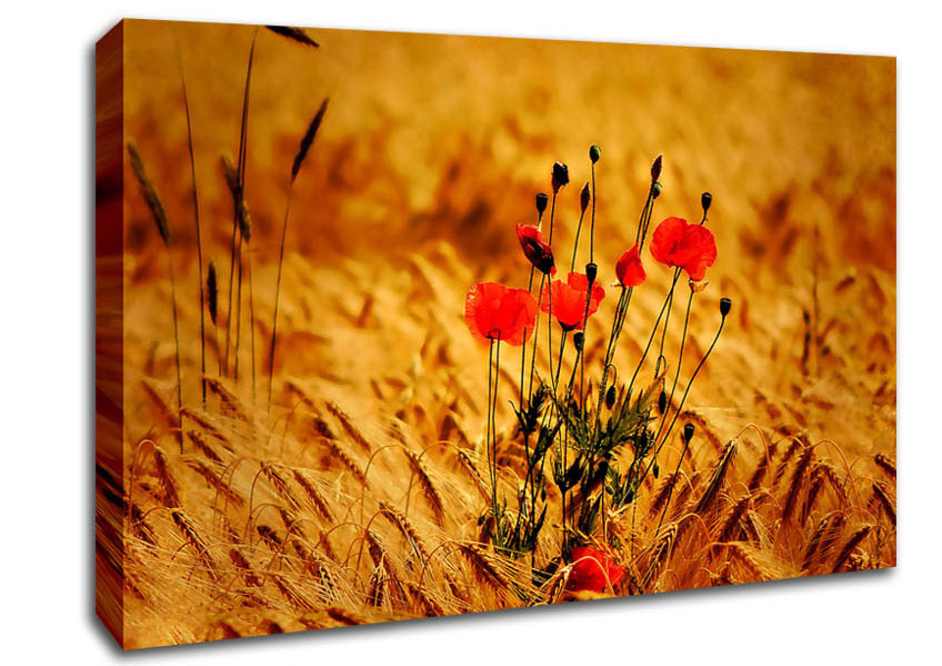 Poppies 3 Canvas Wall Art