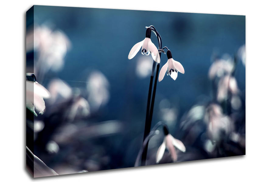 Opened Snowdrops Canvas Wall Art