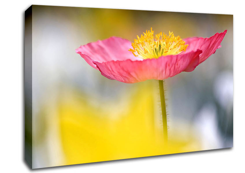 Single Pink Poppy In The Garden Canvas Wall Art