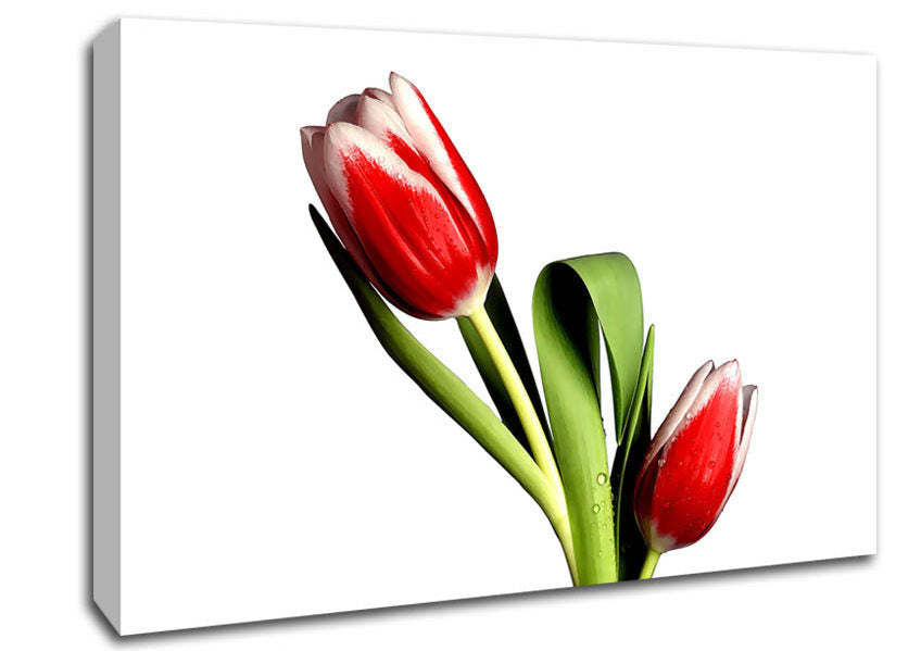Tulip Model Canvas Wall Art