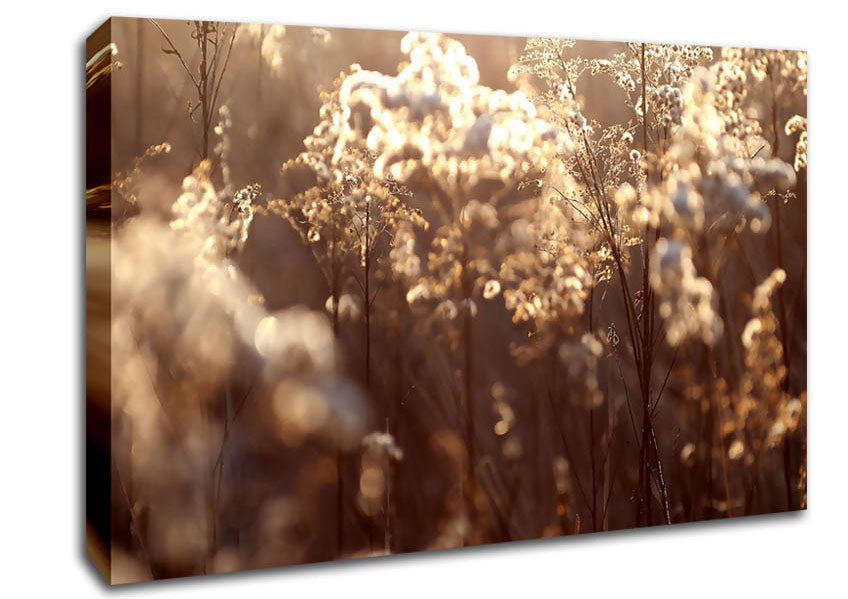 Winter Sunlight Flowers Canvas Wall Art
