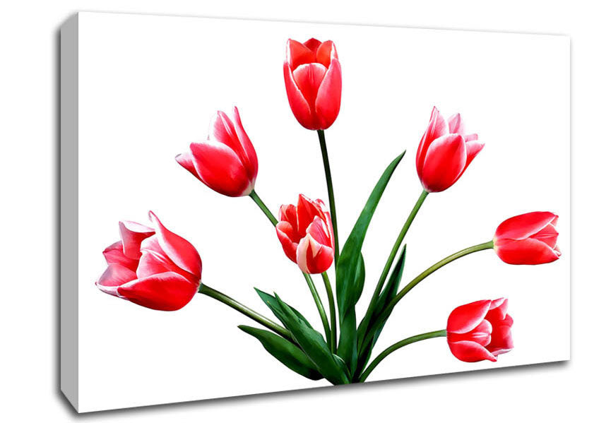 Red Pink Tulips Canvas Wall Art