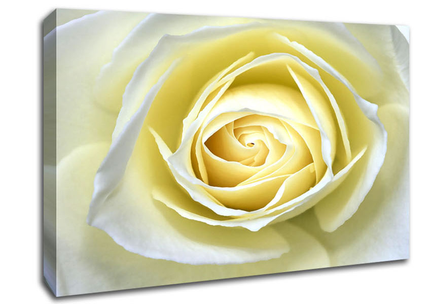Delicate Elegance Canvas Wall Art