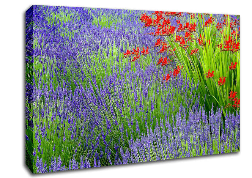 Lavender And Crocosmia Canvas Wall Art