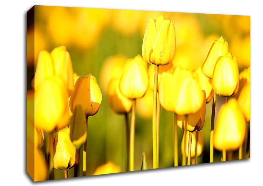 Yellow Tulips In The Garden Canvas Wall Art