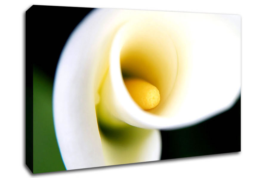 White Calla Lily Canvas Wall Art