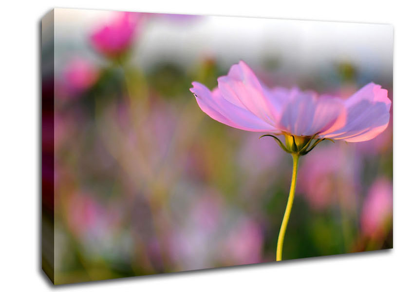 Another Side Of A Poppy Canvas Wall Art