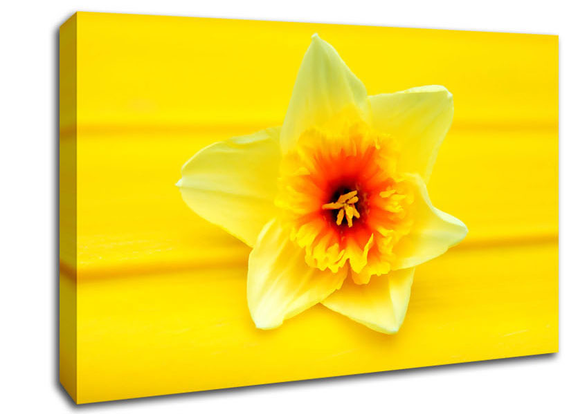 Daffodil Head Canvas Wall Art