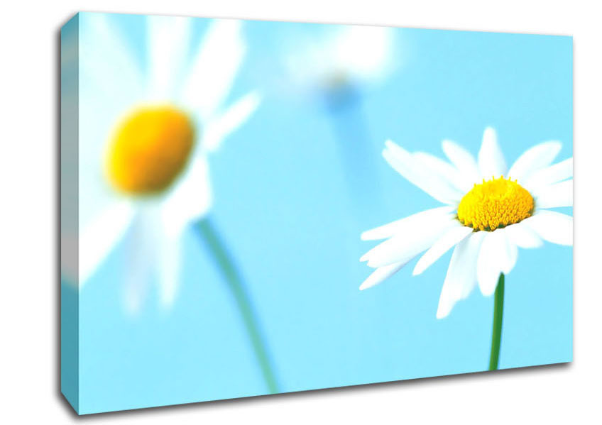 White Daisies On Blue Canvas Wall Art