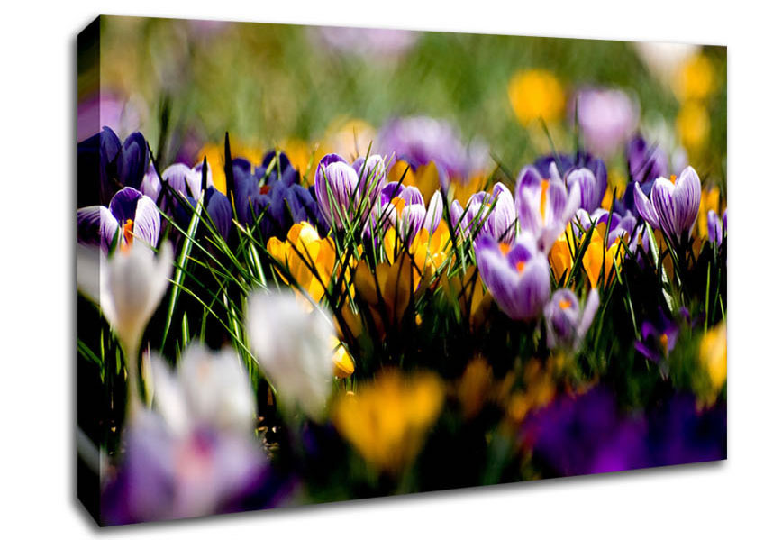 Crocus Field Canvas Wall Art