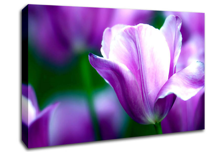 Violet Tulip Canvas Wall Art