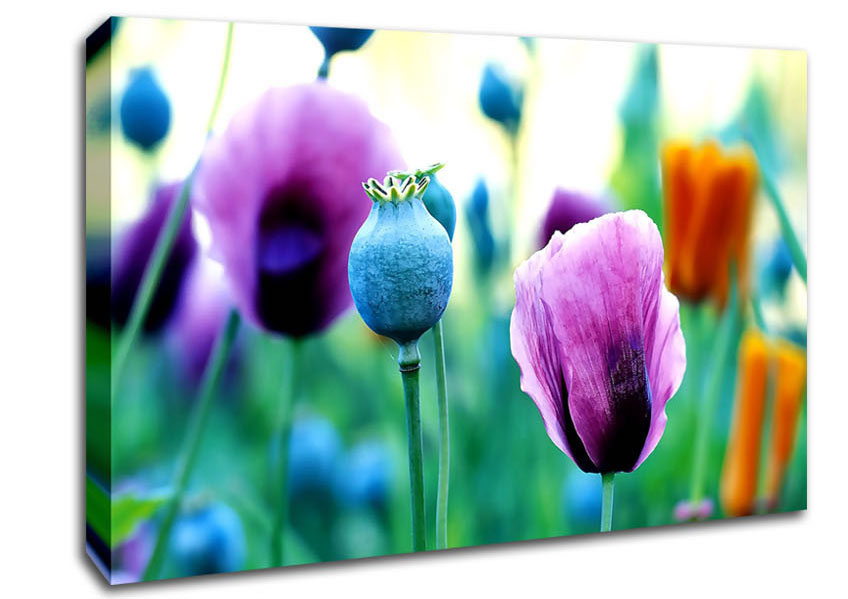 Purple Poppies Canvas Wall Art