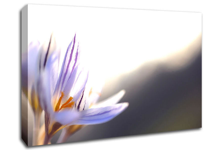 Spring Flowers Crocus Canvas Wall Art