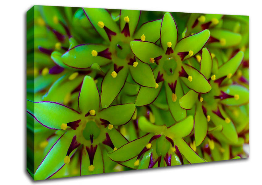 Eucomis Canvas Wall Art