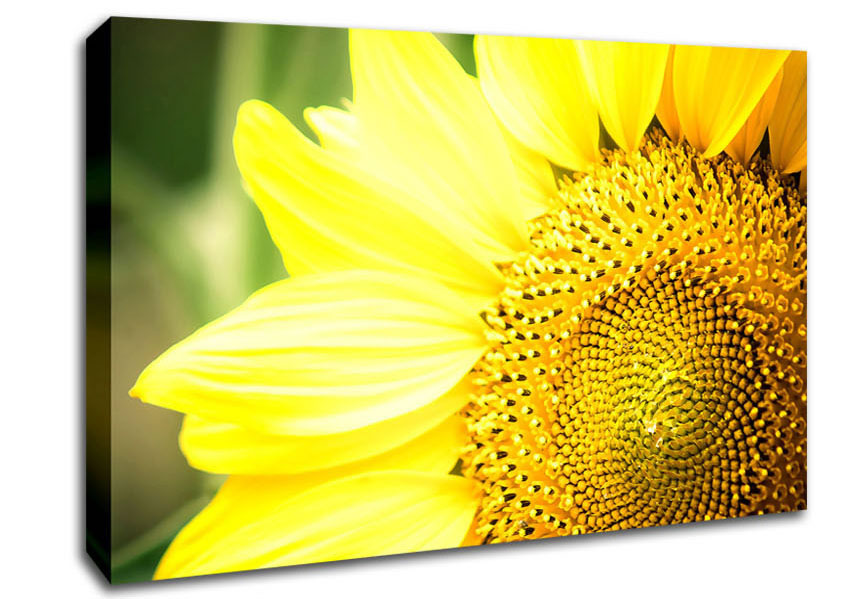 Sunflower Close-up Canvas Wall Art