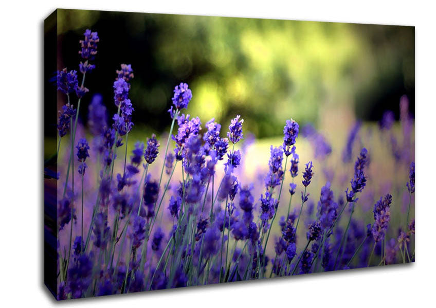 Beautiful Lavender Flowers Canvas Wall Art