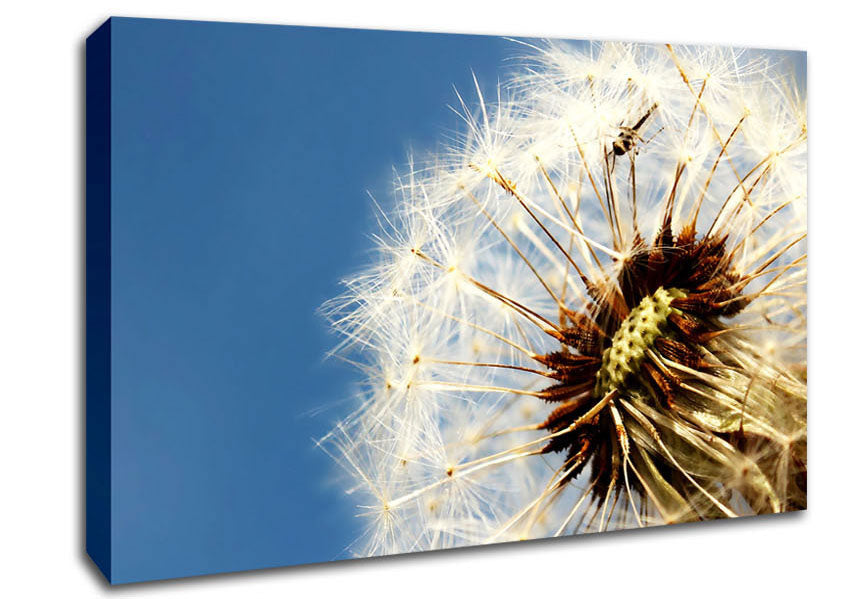 Dandelion Skies Canvas Wall Art