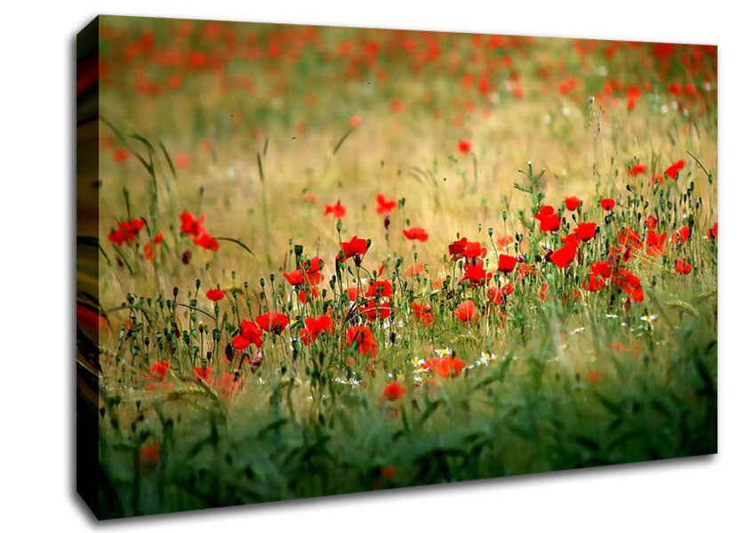 Poppies In The Field Canvas Wall Art