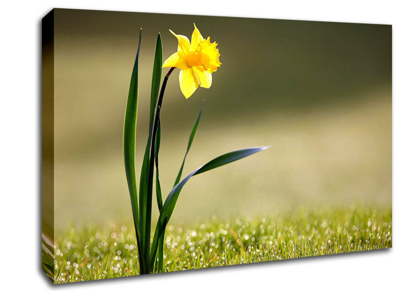 Single Daffodil Canvas Wall Art