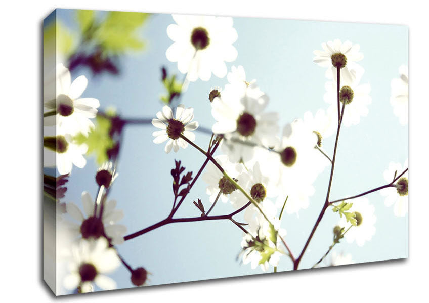 White Summer Flowers Canvas Wall Art