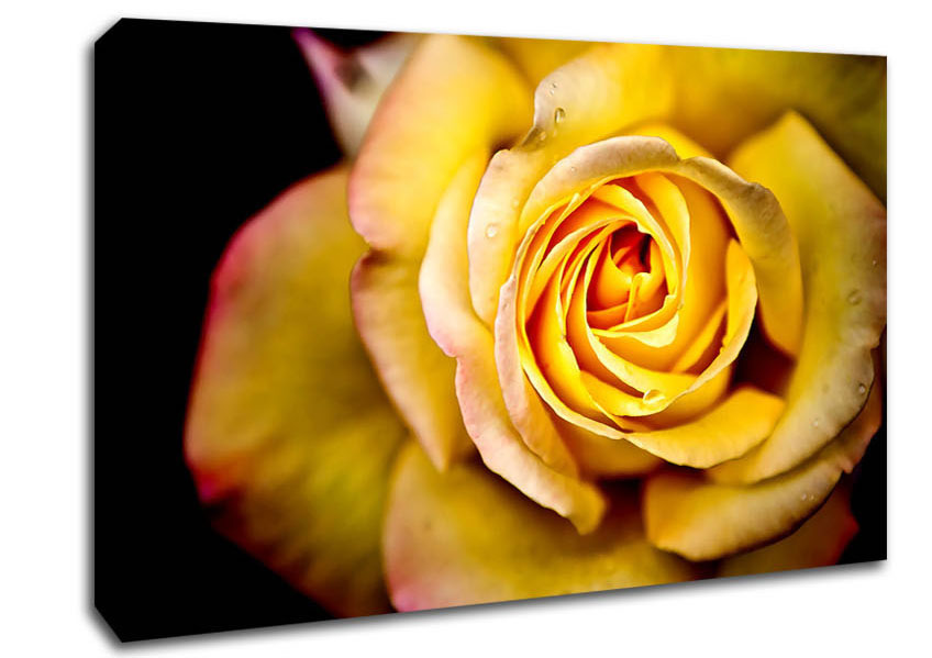 Yellow Rose Dew Drop Canvas Wall Art