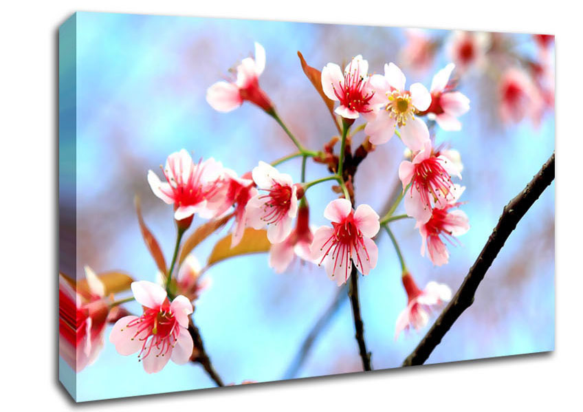 Wild Himalayan Cherry Canvas Wall Art