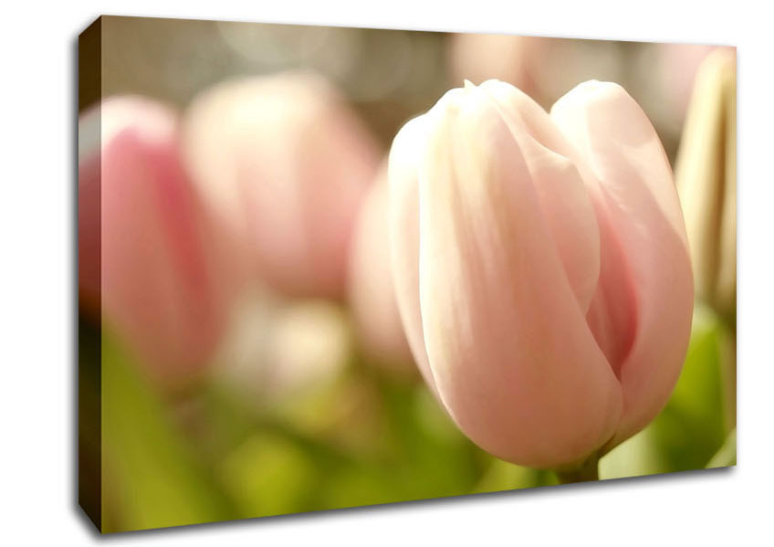 Baby Pink Tulip Canvas Wall Art