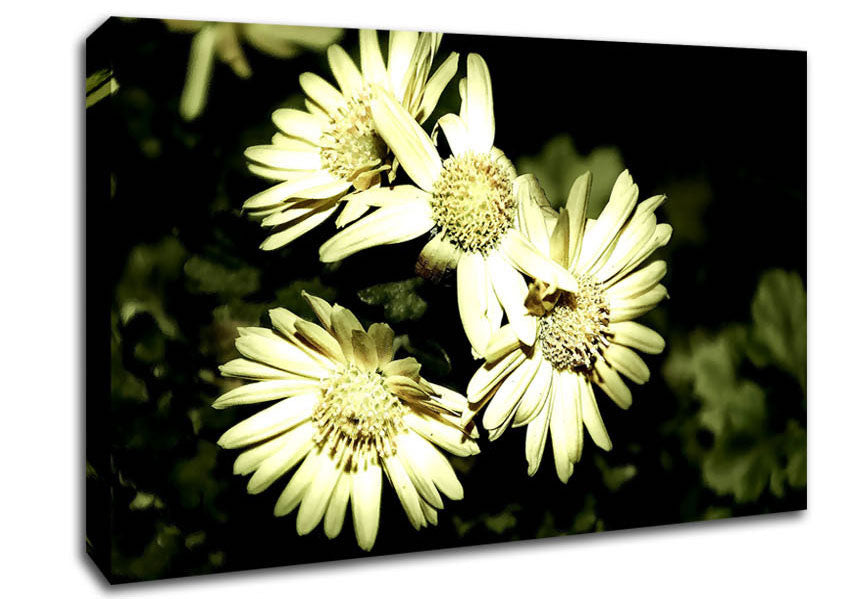 Sepia Beauty Canvas Wall Art