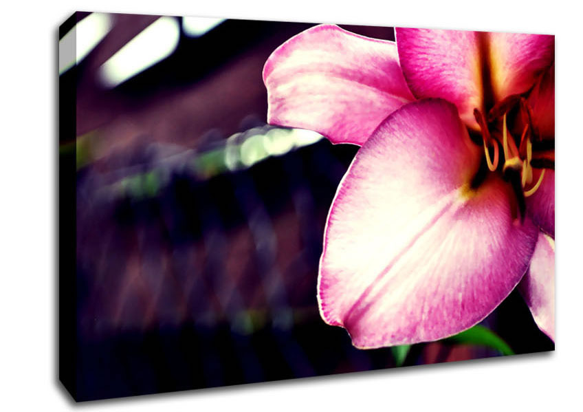 Close_up Of A Pink Petal Canvas Wall Art