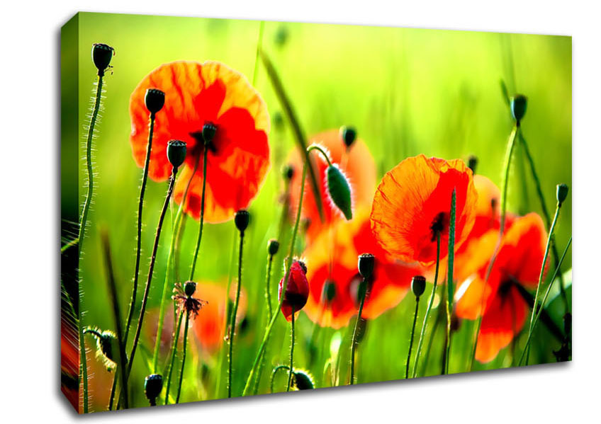 Beautiful Poppies Canvas Wall Art