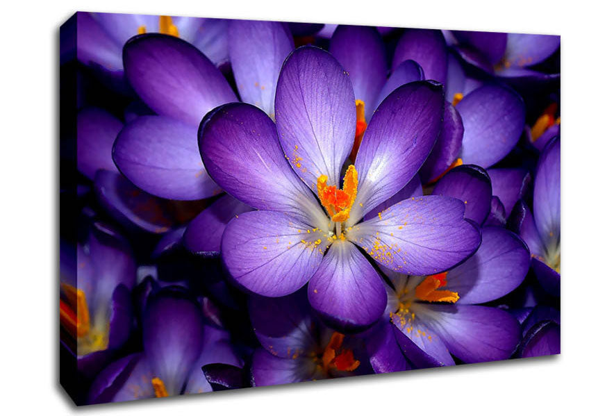 Autumn Purple Crocus Canvas Wall Art
