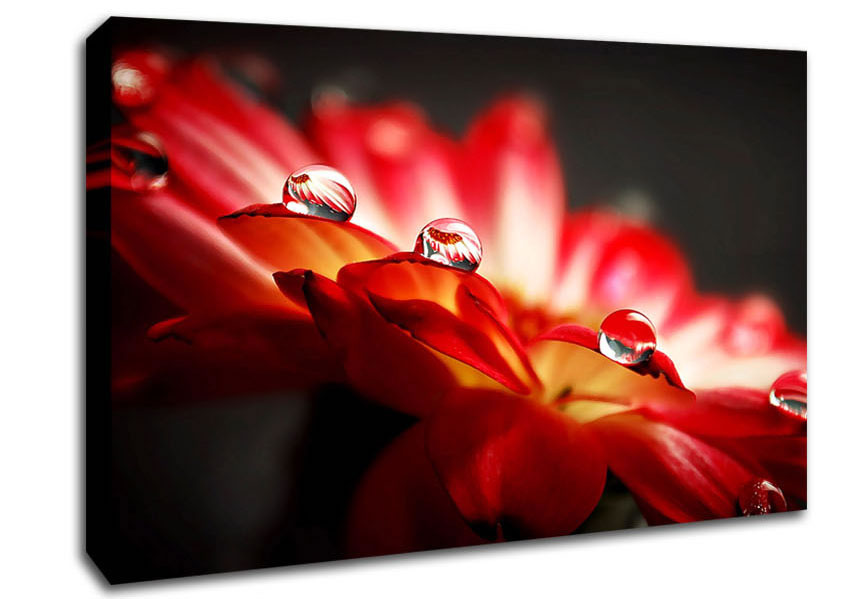 Macro Drops Canvas Wall Art