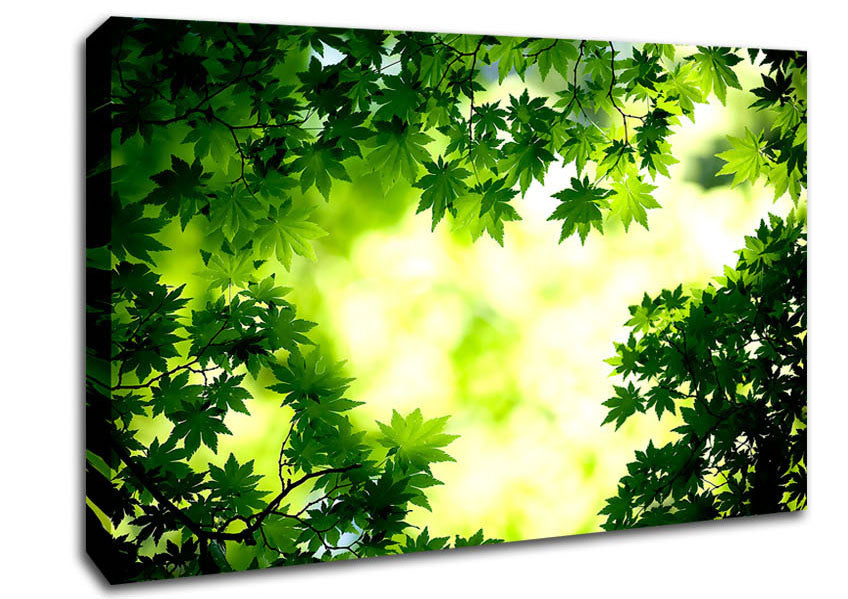 Green Maple Leaves Canvas Wall Art