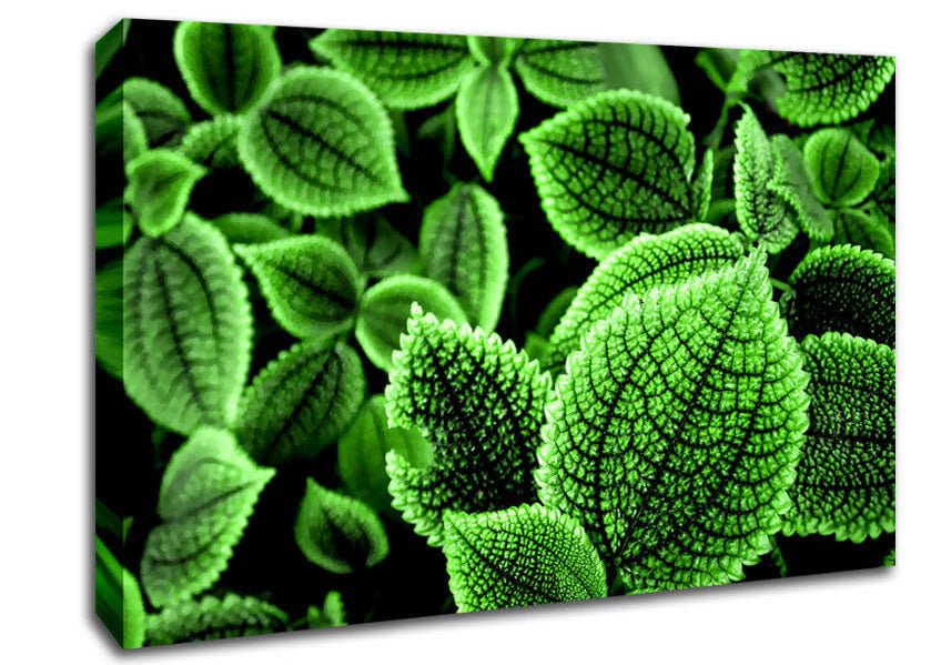 Beautiful Green Leaves Canvas Wall Art