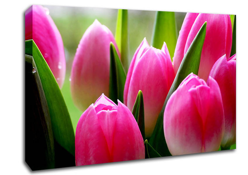 Pink Tulip Garden Surprise Canvas Wall Art