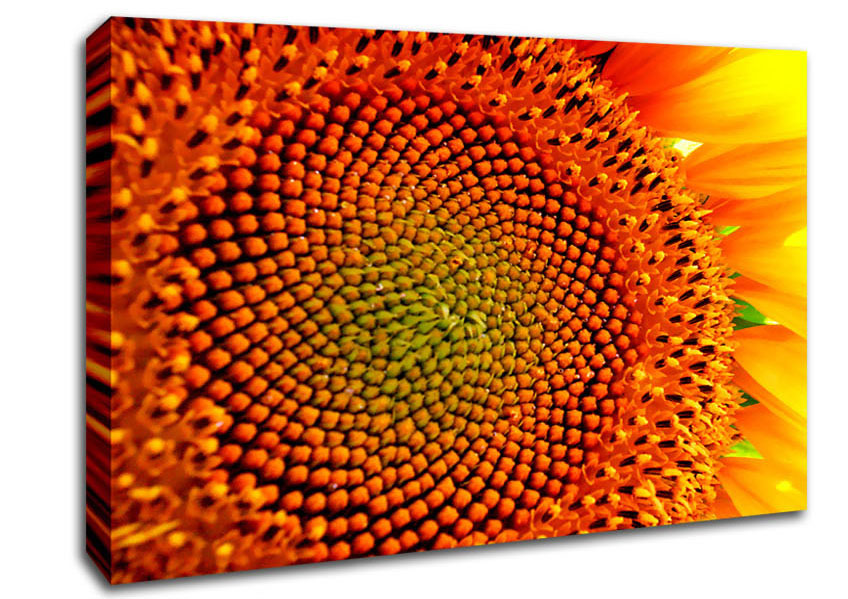Stunning Sunflower Close-Up Canvas Wall Art